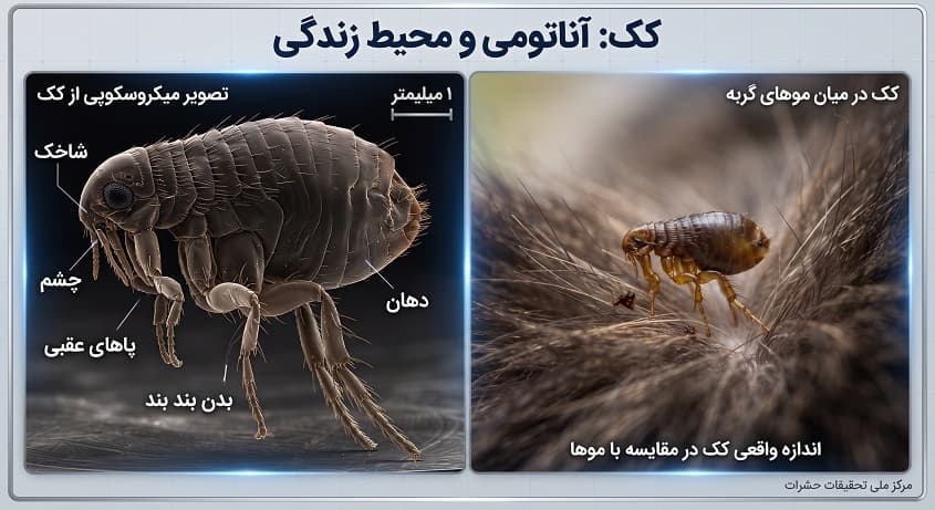 کک ها و اناتومی اندام کک